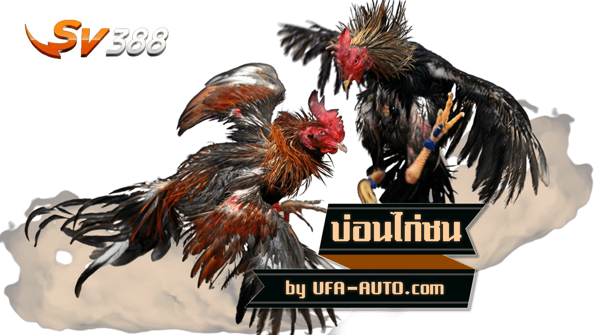 SV-388-บ่อนไก่ออนไลน์-by-UFABET01.png